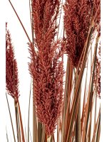 Roślina Dekoracyjna