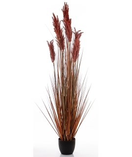 Roślina Dekoracyjna