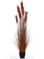 Roślina Dekoracyjna