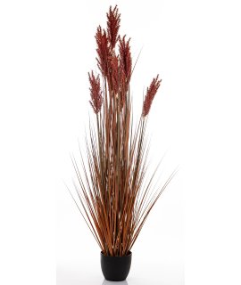 Roślina Dekoracyjna