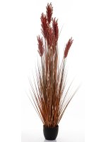 Roślina Dekoracyjna