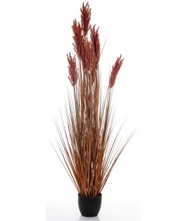 Roślina Dekoracyjna