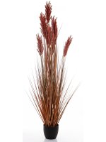 Roślina Dekoracyjna