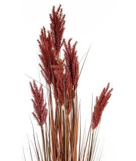 Roślina Dekoracyjna