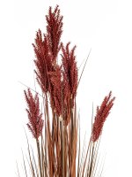 Roślina Dekoracyjna