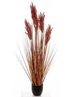 Roślina Dekoracyjna