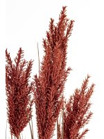 Roślina Dekoracyjna