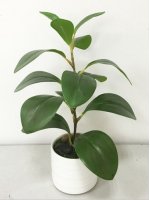 Roślina Dekoracyjna