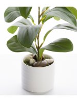 Roślina Dekoracyjna