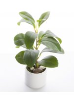 Roślina Dekoracyjna