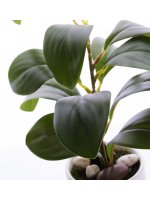 Roślina Dekoracyjna