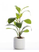 Roślina Dekoracyjna