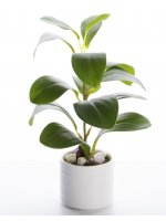 Roślina Dekoracyjna