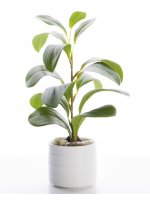 Roślina Dekoracyjna